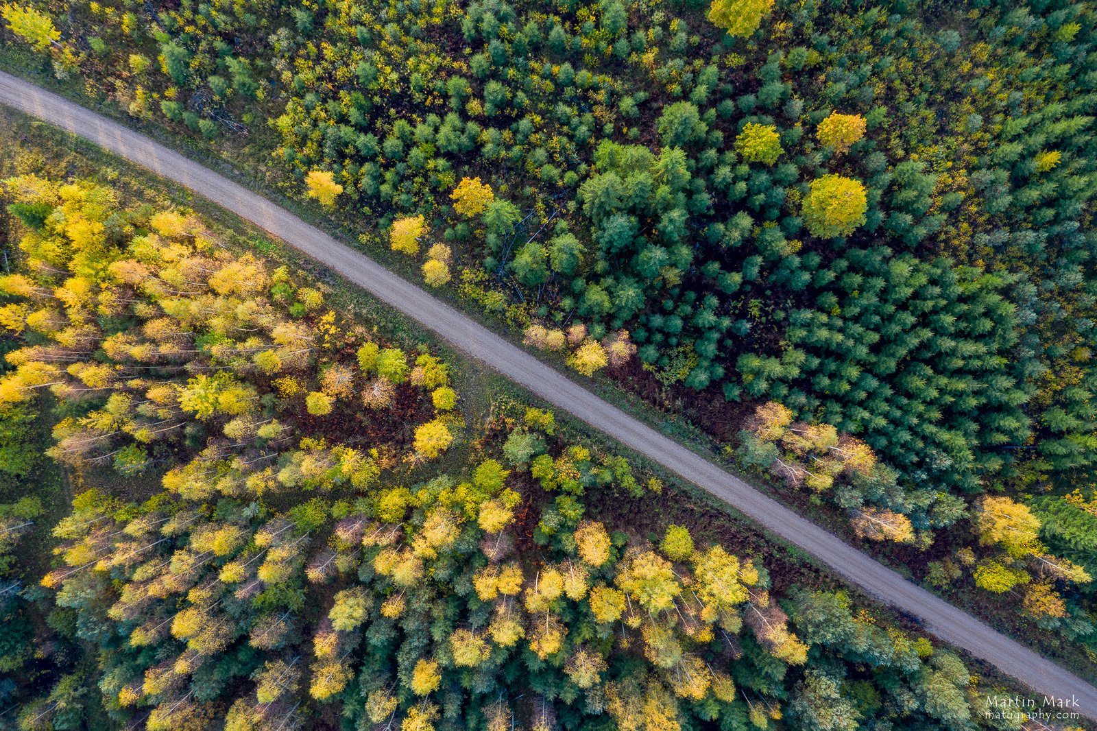 Sügisene metsatee