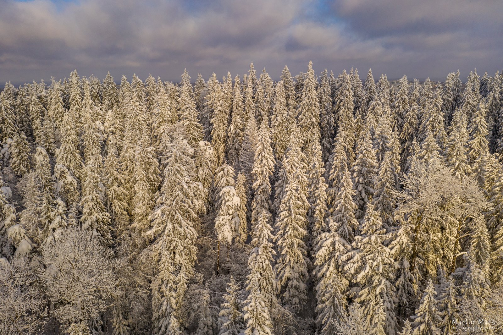 Lumine mets kuldses päikesevalguses